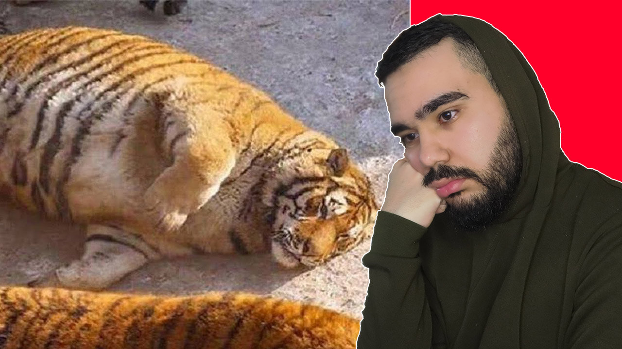 TOP 10 FATTEST ANIMALS EVER SEEN REACTION FT. Sidemen