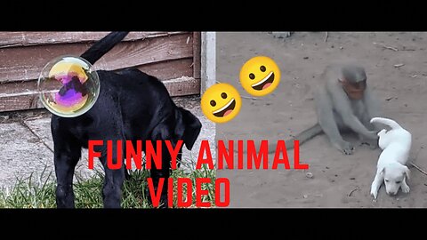 Funny animal video