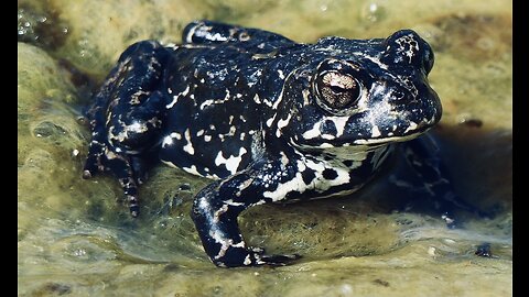 5 Fun Facts About The Black Toad