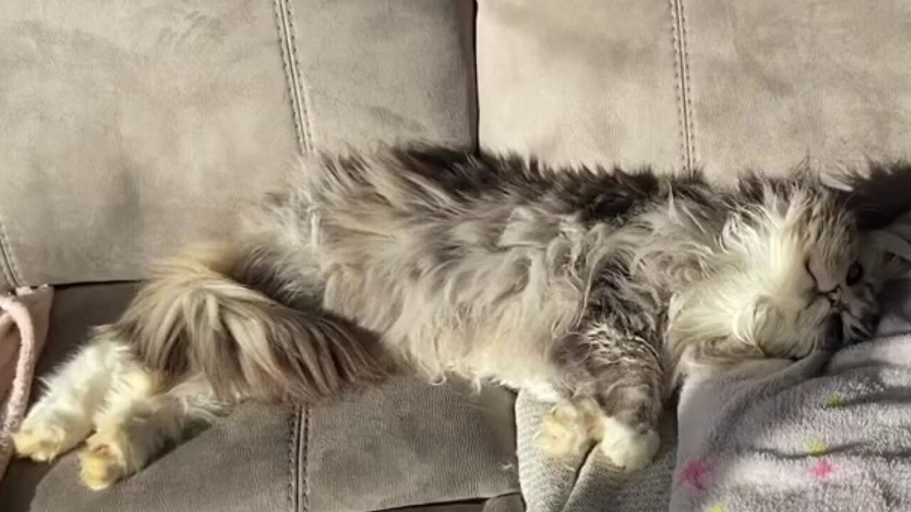 Funny Little Cat Meowing and Sunbathing