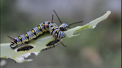 Caterpillars Eating