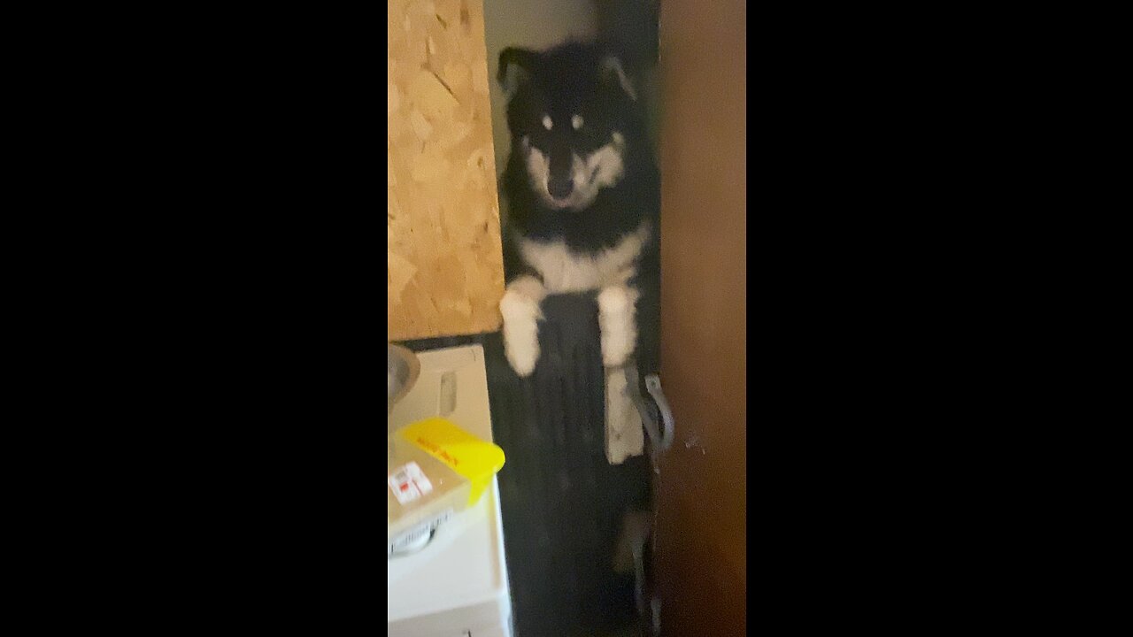 Alaskan malamute (Isaac ￼)