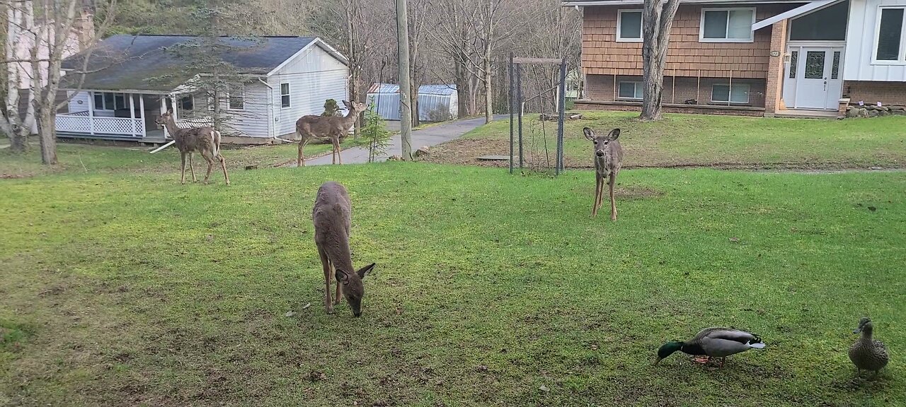 Do the ducks and the deer get along?