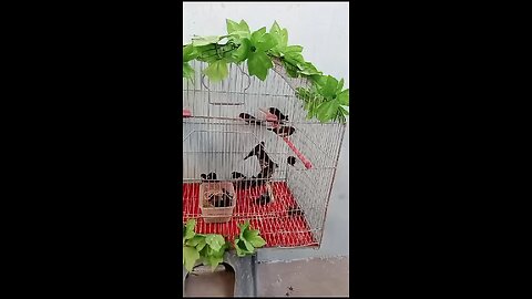birds ll rural life ll village life ll nature