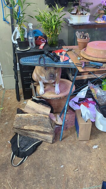 guilty looking Pitbull