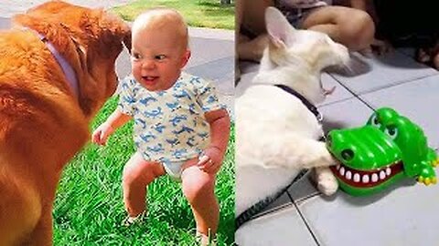Funny Dog And Cat 😍🐶😻 Funniest Animals