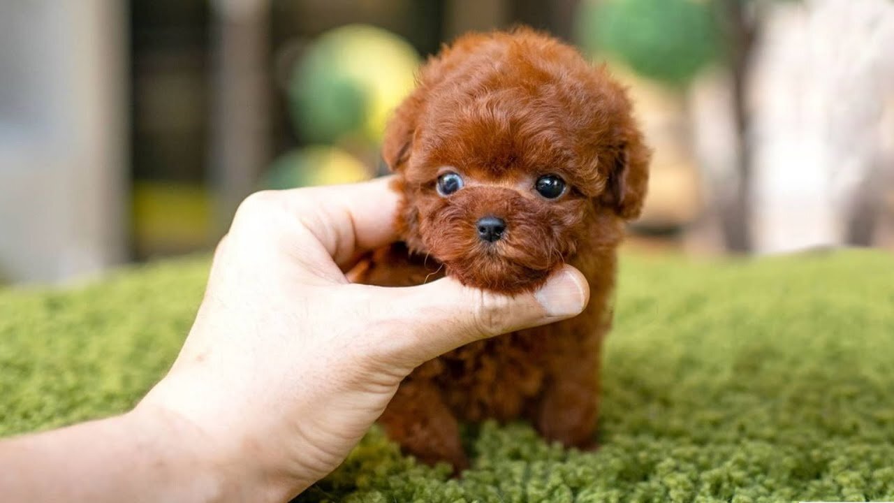 10 Dog Breeds That Have The Cutest Puppies