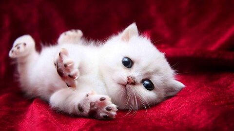 Cute Funny Cat