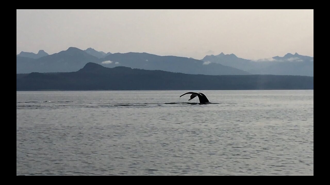 Watching The Whales