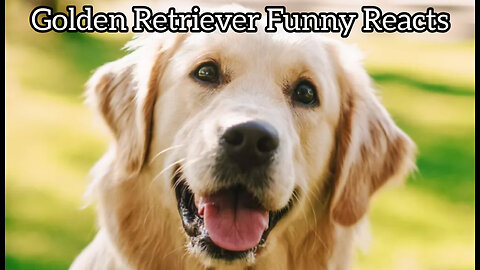 Golden Retriever Funny Reacts