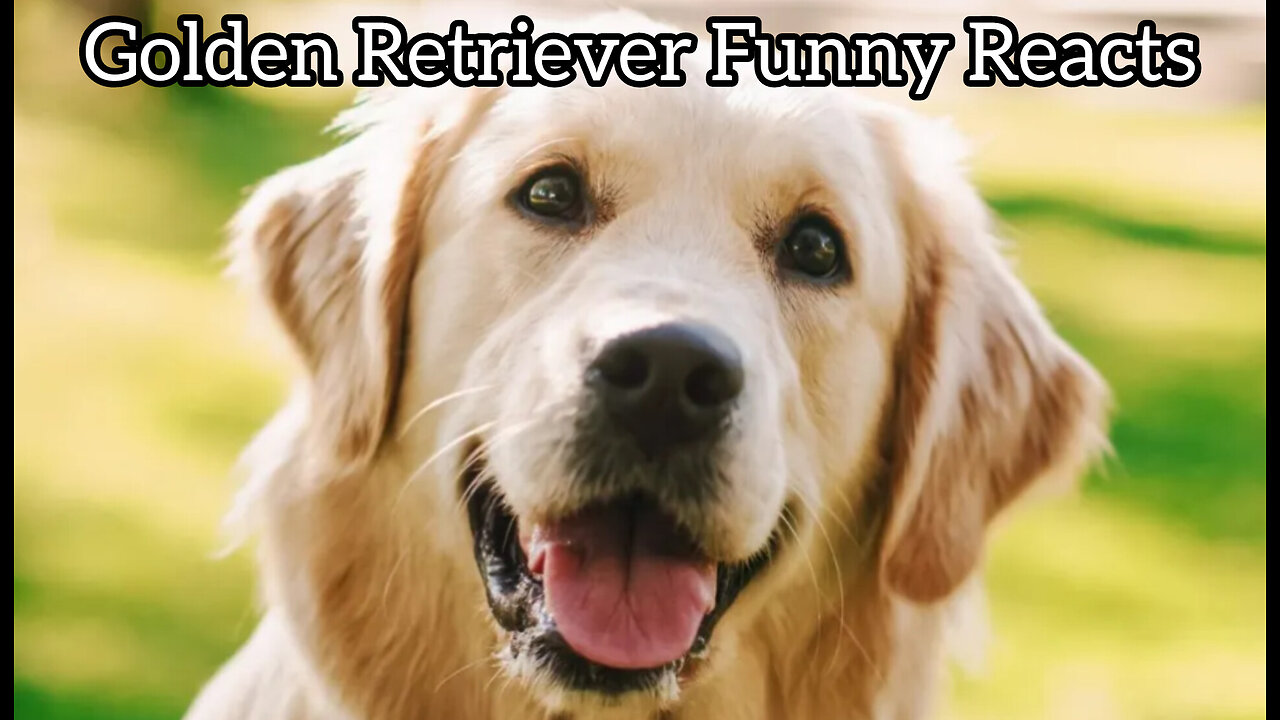 Golden Retriever Funny Reacts