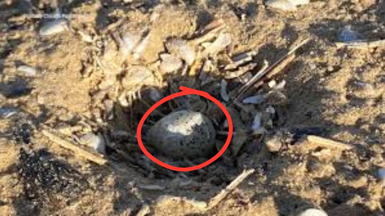 Piping plover nest, egg found along Chicago shoreline⚠️