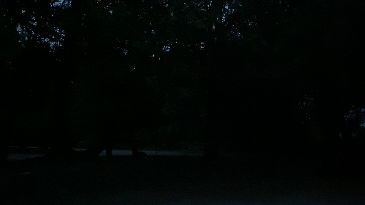 Fireflies