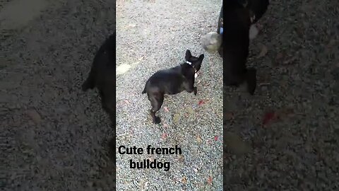 french bulldog football #shorts #short #frenchbulldog #dog #dogs #football #free #cute #cutedog #fun