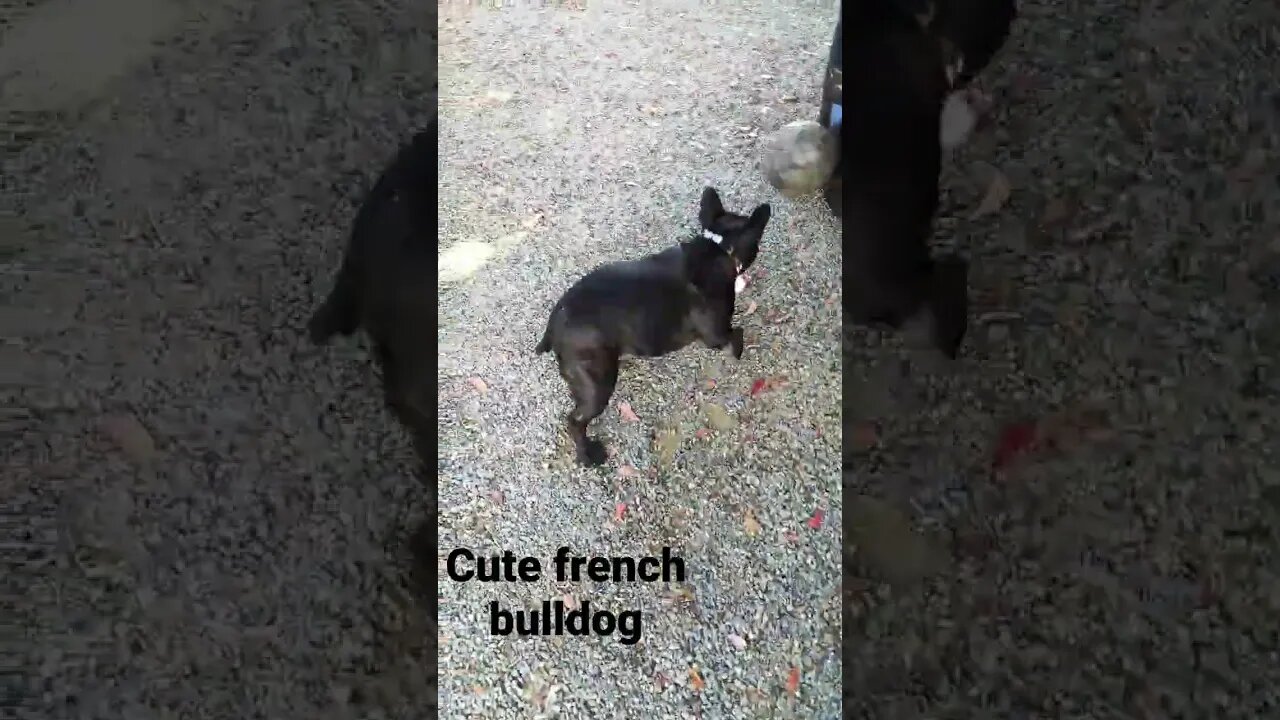 french bulldog football #shorts #short #frenchbulldog #dog #dogs #football #free #cute #cutedog #fun