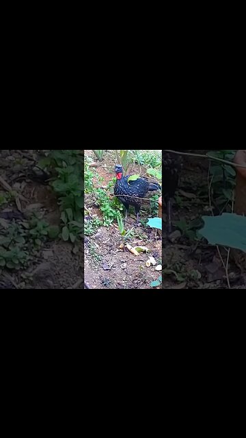 Jacu e seus filhotes em busca de comida Jacuaçu