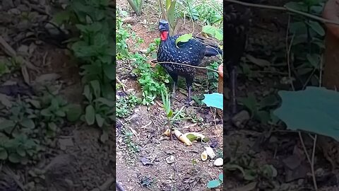 Jacu e seus filhotes em busca de comida Jacuaçu