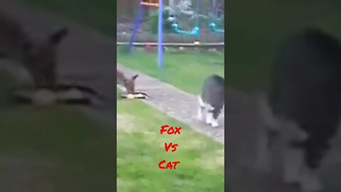 #short #Fight for Meal