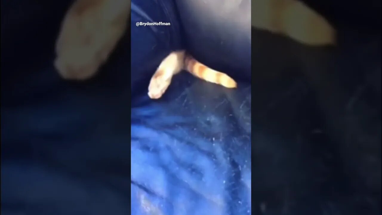 Funny Cat Meme 😂 #funny #cat #meme #shorts