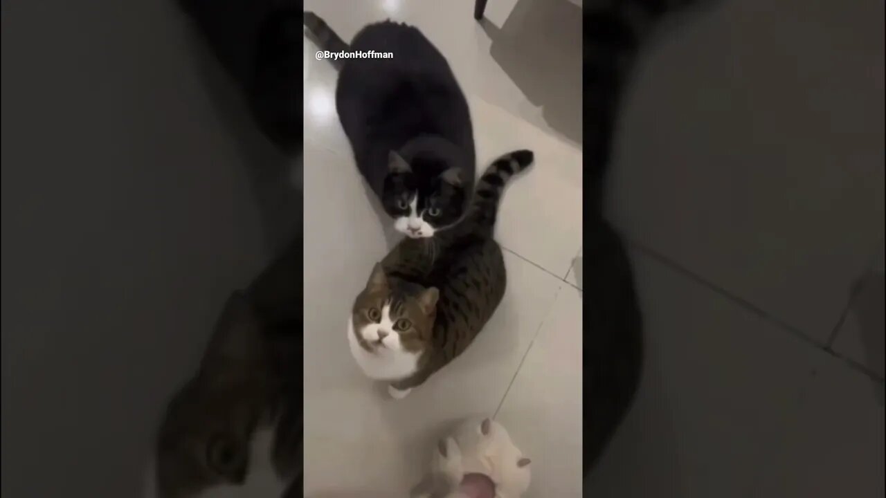 Funny Cat Meme 😂 pt.49 #shorts