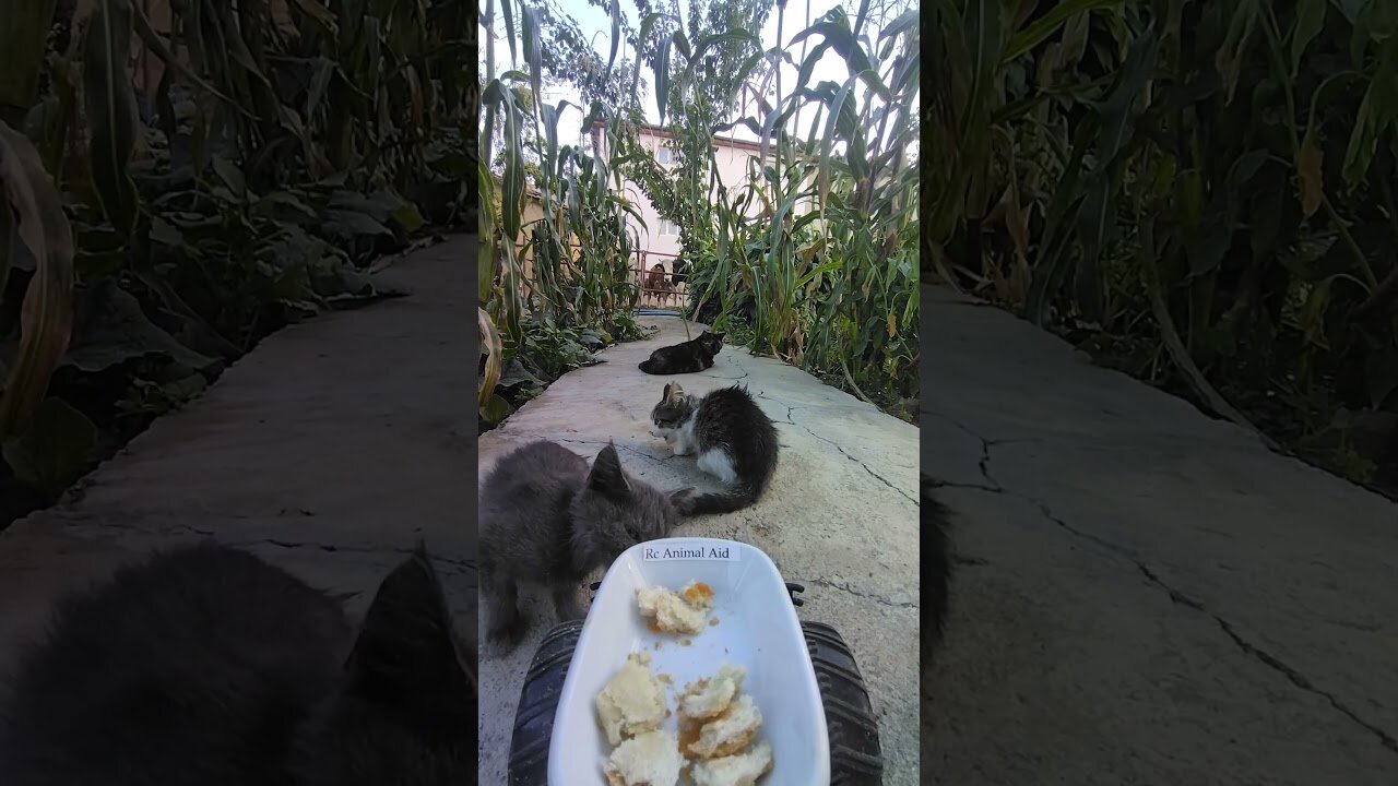 Cat feeding at rc car.