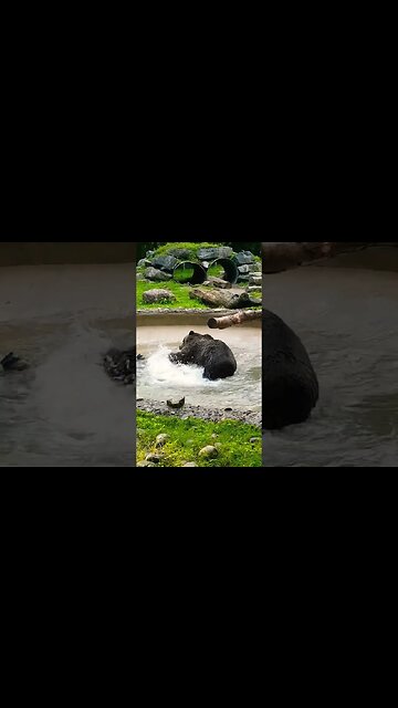 Grizzly Bear Playing in Water 🐻 #bears #zoo