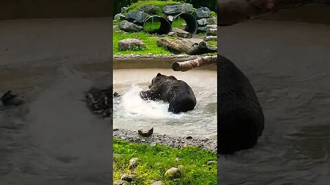 Grizzly Bear Playing in Water 🐻 #bears #zoo