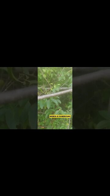 ✅Umbu do meu Sertão Nordestino, #belezas do nordeste🌵🌞