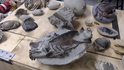 A look into my fossil collection