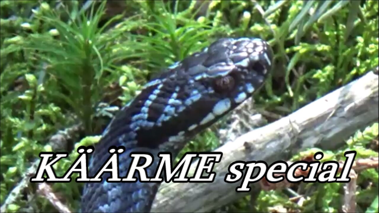 Käärme special