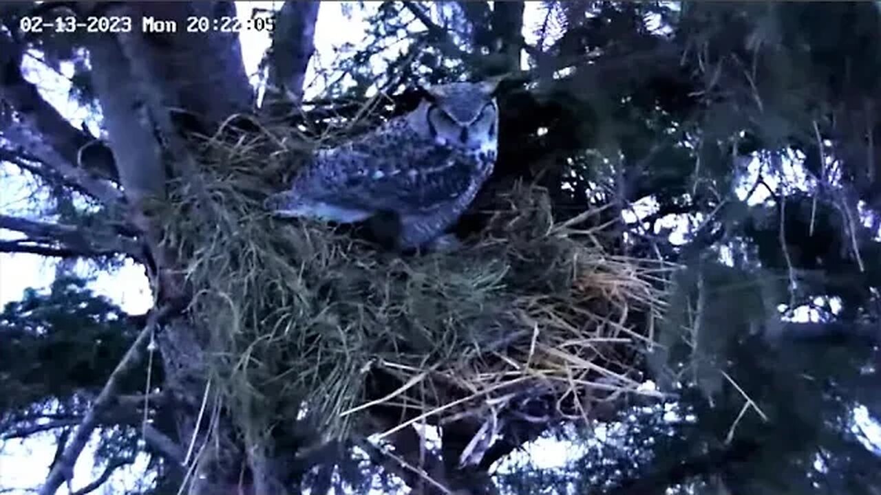 Albert Doing Nestorations for Ellie 🦉 02/13/23 20:20