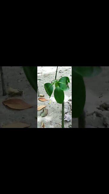 Little Mangroves in Philippines