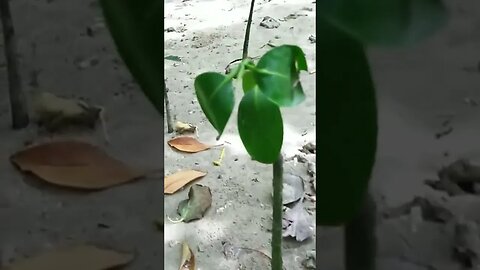 Little Mangroves in Philippines