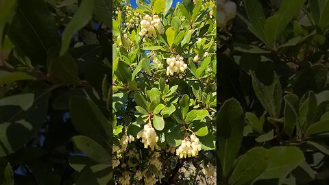 Strawberry tree bees!