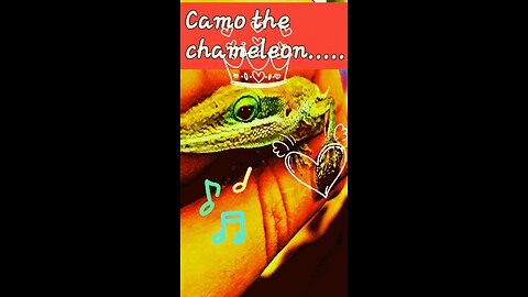 My pet chameleon listening to tunes