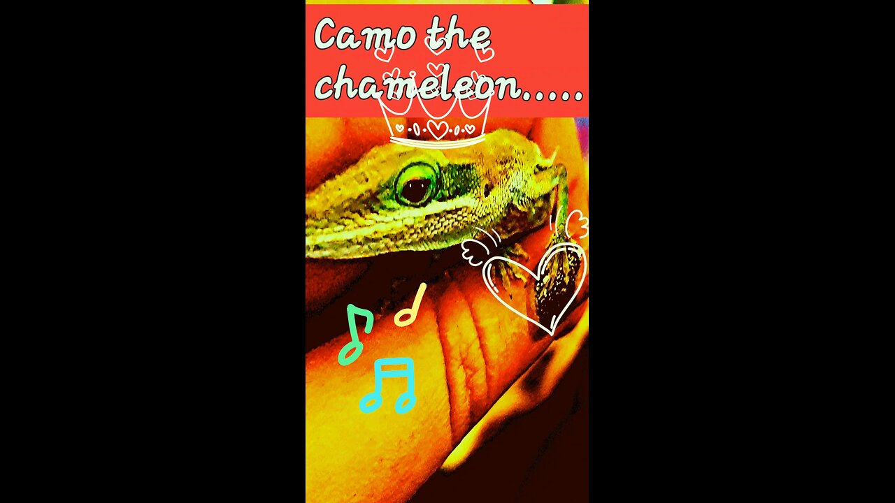 My pet chameleon listening to tunes