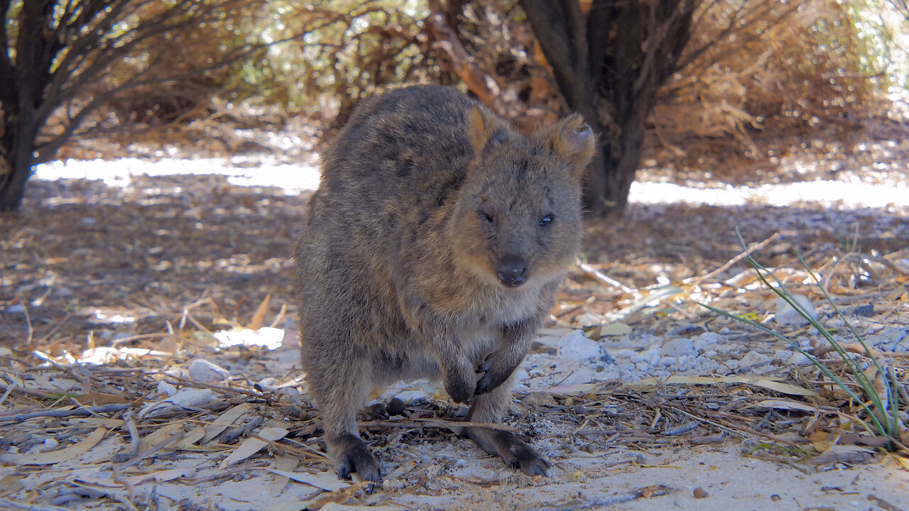 Cute Australian Animals Zoo Video Western Australia