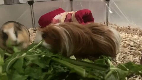 Guinea pigs evening buffet