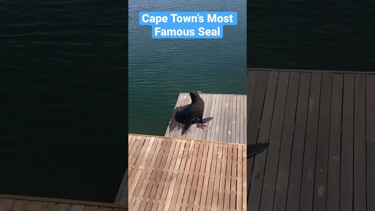 Most Famous Seal In Cape Town #Shorts #CapeTown #VnAWaterfront