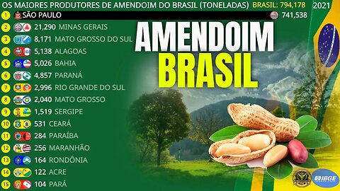 Os Maiores Produtores de AMENDOIM do Brasil