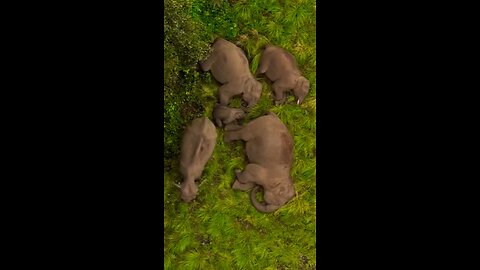 how to sleep elephant in the sri lanka