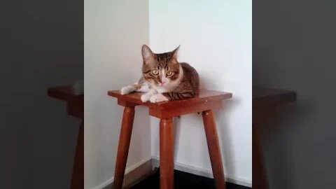 Cat Jumps off the Chair