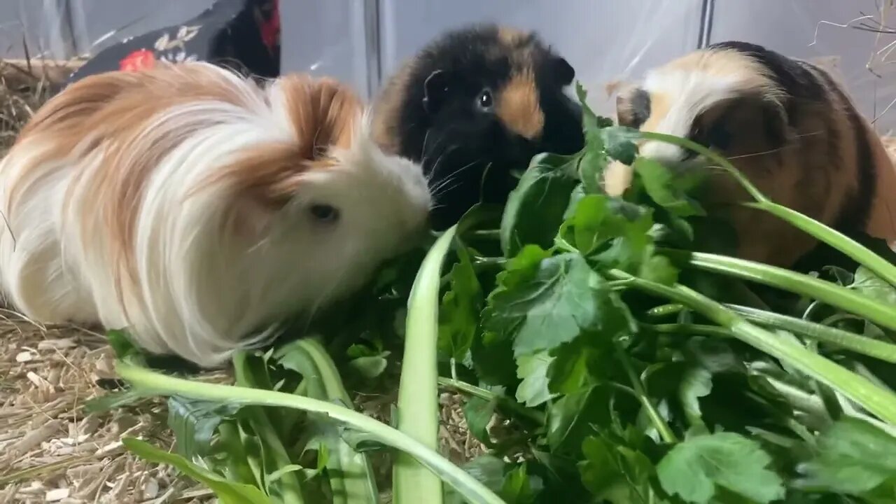 My Guinea pigs are competitive eater