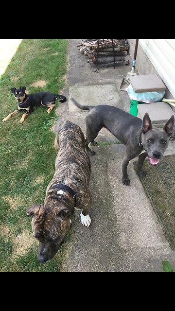 Strange sounds from ozark woods!