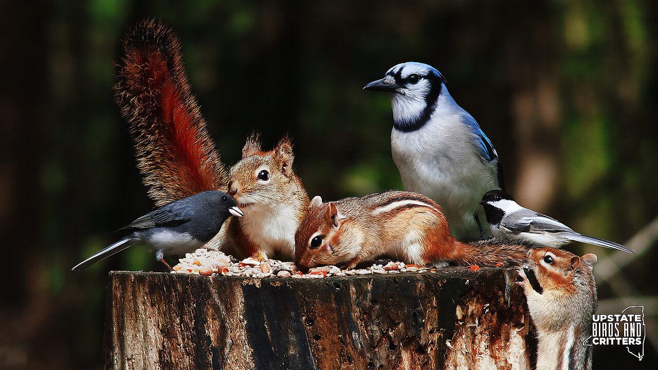 Cat TV 🐱 Dog TV 🐶 Upstate Birds And Critters: Ep 254 — 050824