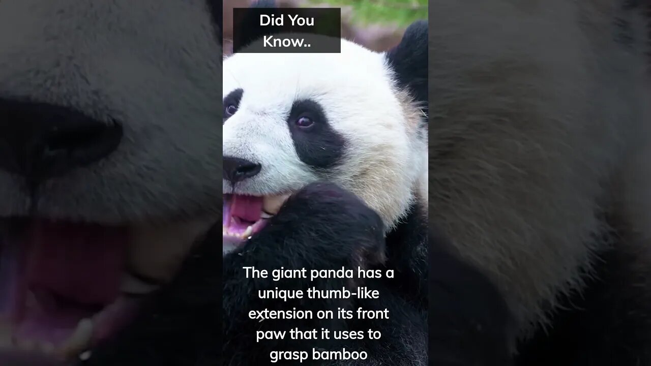 Fun Facts you didn’t know #Shorts #Subscribe