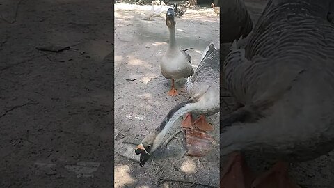 A criação de animais, do vizinho 👍 #shorts #animals #roça #bicho #fazenda #sitio #ganço #pato #sp