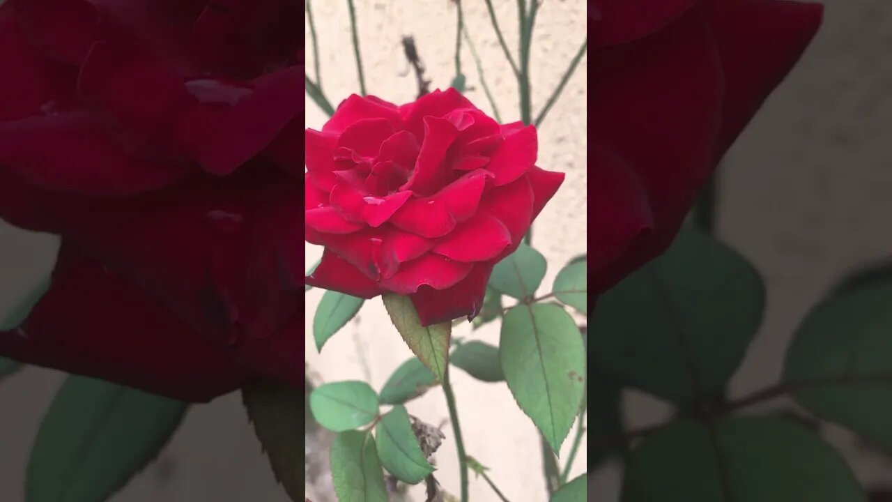 🌷 Flores 🌹 Rosas 🌹 | A Natureza Class Worth Watching