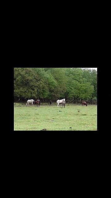 Дикие мустанги! Красота и изящество!