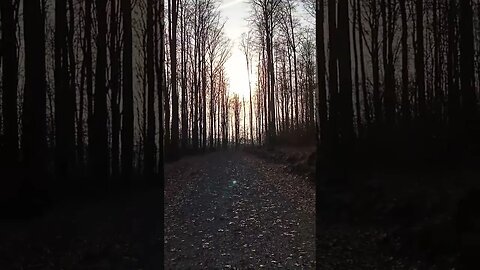 #shorts #rückwārts im #wald